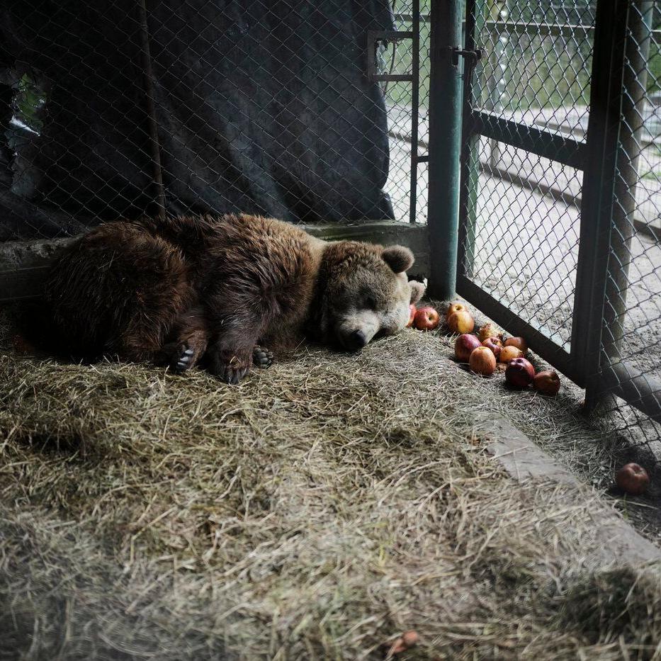 Years after Argentina shut a notorious zoo, the stranded animals are finally being rescued